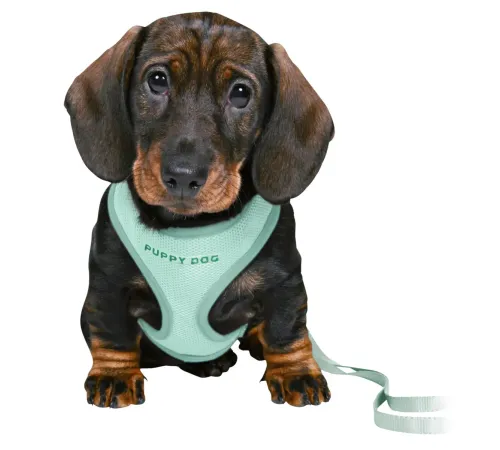 Trixie Шлейка с поводком для щенков мягкая Junior, мятный, 36-50см/10мм, 2.00 м