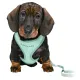 Trixie Шлейка с поводком для щенков мягкая Junior, мятный, 36-50см/10мм, 2.00 м