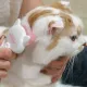 Гребень-триммер Catty salon, S