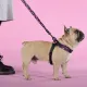 United Pets Шлейка Complete me Identity, черная с розовым, 1,5 x 34-42 см
