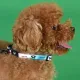 United Pets Ошейник Complete me, розово-голубой тай-дай, XS 10 x 180/300 мм