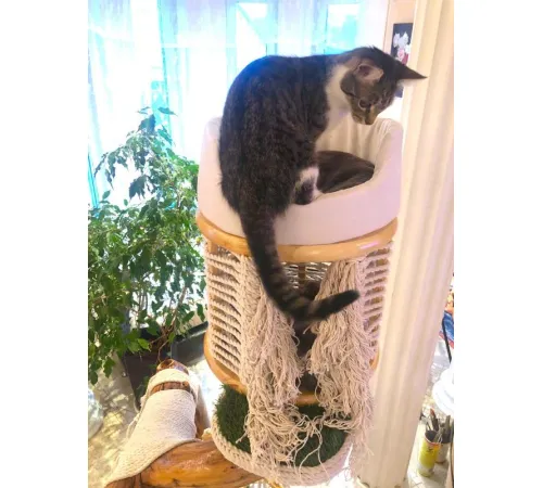 Natural House Когтеточка Diamond,  85х80х180 см