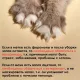 Muzzle Нейтрализатор запаха животных, 500 мл