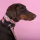 United Pets Ошейник Complete me Forever, оранжевый с рисунком, M