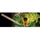 Exo Terra Щипцы для кормления Bamboo Feeding Tweezers 1.7x1.7x29 см