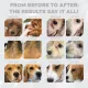 Nature's Protection GF Red Coat All Breed (Ягненок), 10 кг