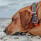 Hunter Ошейник Convenience Comfort, оранжевый, S-M