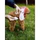 Дождевик-курточка DoggyMan, оранжевая, S