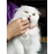 Лосьон в виде влажных салфеток для ухода за пастью собак и кошек, 30 шт/уп