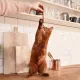 GimCat Палочки с ягненком и птицей, 4 шт/уп.