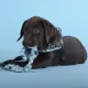 United Pets Шлейка Complete me Writing, голубая с рисунком, 2,5 x 40-54 см