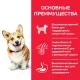 Hill's Science Plan для собак мелких пород для поддержания здорового иммунитета (ягненок, рис) 1,5 кг