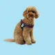 United Pets Шлейка Complete me, красная зебра, S 42 x 44-58 см