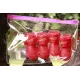 ДиАнКари Резиновые сапоги, красный, XL